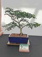 Brazilian Rain Tree